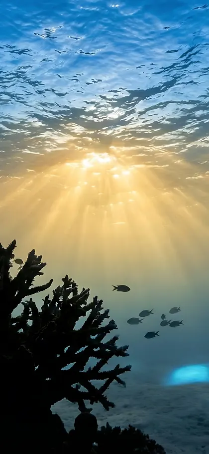 Underwater Serenity – phone wallpaper from the Nature Escapes Wallpaper Pack